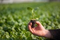 Human hands holding young plant with soil over blurred nature background. Ecology World Environment Day CSR Seedling Go Royalty Free Stock Photo