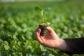 Human hands holding young plant with soil over blurred nature background. Ecology World Environment Day CSR Seedling Go Royalty Free Stock Photo