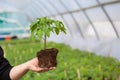 Human hands holding young plant with soil over blurred nature background. Ecology World Environment Day CSR Seedling Go Royalty Free Stock Photo