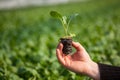 Human hands holding young plant with soil over blurred nature background. Ecology World Environment Day CSR Seedling Go Royalty Free Stock Photo