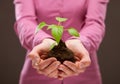 Human hands holding young spring sprout