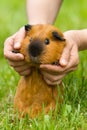 Human hands lift guinea pig over the grass Royalty Free Stock Photo