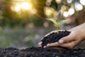 Human hands planting saplings or trees in the soil, Earth Day concept Royalty Free Stock Photo