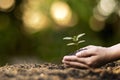 Human hands planting seedlings or trees in the soil Earth Day. Royalty Free Stock Photo