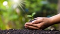 Human hands planting seedlings or trees in the soil Earth Day Royalty Free Stock Photo