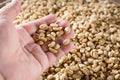 Human hands pouring dry coffee beans. Royalty Free Stock Photo