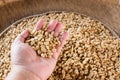 Human hands pouring dry coffee beans. Royalty Free Stock Photo