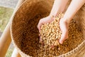 Human hands pouring dry coffee beans. Royalty Free Stock Photo