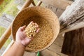 Human hands pouring dry coffee beans. Royalty Free Stock Photo