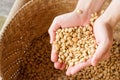 Human hands pouring dry coffee beans. Royalty Free Stock Photo