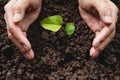 Human hands protecting green small plant life concept. Royalty Free Stock Photo