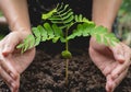 Human hands protecting green small plant life concept. Royalty Free Stock Photo