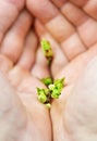 Human hands protects bud plant