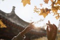 Human hands reaching for a leaf in the autumn, lens flare