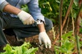 Human hands and seedling against soil fertilized by mulch. Farmer plants tomato seedlings in open ground. Spring work in Royalty Free Stock Photo