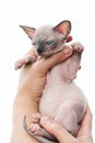 Human hands holding kitten of Canadian Sphynx on white background Royalty Free Stock Photo