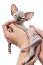 Human hands holding kitten of Canadian Sphynx on white background Royalty Free Stock Photo