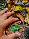 Human hands touch some leaves that fall from the tree Royalty Free Stock Photo