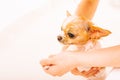 Human hands and wet dog bathing in the bathroom. Chihuahua white with red. A pet, an animal