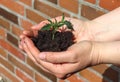 Human hands of a young woman holding green small plant seedling. New life concept. Royalty Free Stock Photo