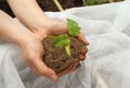 Human hands of a young woman holding green small plant seedling. New life concept. Royalty Free Stock Photo