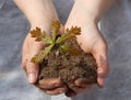 Human hands of a young woman holding green small plant seedling. New life concept. Royalty Free Stock Photo