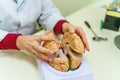 Human head anatomy model on the table. Anatomy of the human brain. Selective focus Royalty Free Stock Photo