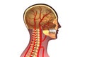 Human head cross section. Royalty Free Stock Photo