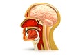 Human head cross section Royalty Free Stock Photo