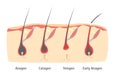 Human Head Hair Growth Cycle in Cut. Vector