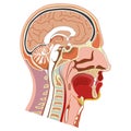 Human head internal anatomy illustration