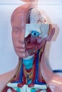 Human head model of anatomy at an exhibition