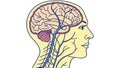 Human Head Profile with Brain and Nervous System, Detailed Anatomy, vector design Generative AI Royalty Free Stock Photo