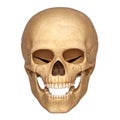 human head skeleton