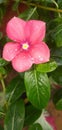 Vinca flower trees have beautiful and varied flower colors, and are exposed to morning dew drops Royalty Free Stock Photo