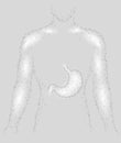 Human healthy stomach inside man sikhouette. Internal digestion organ. Low poly connected dots gray white triangle future technolo