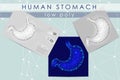 Human healthy stomach. Internal digestion organ. Low poly connected dots triangle future technology design background