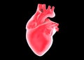 Human heart Royalty Free Stock Photo