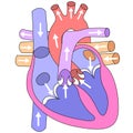 Human heart