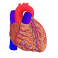 Human heart 2 Royalty Free Stock Photo