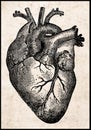 Human heart. Royalty Free Stock Photo