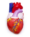 Human Heart Royalty Free Stock Photo