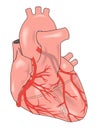 Human Heart