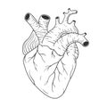 Human heart anatomically correct hand drawn line art. Black and white sketch vector