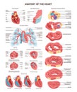 Human heart anatomy and circulatory system set. Cardiac cycle,