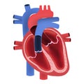 Human heart anatomy Royalty Free Stock Photo