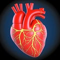 human heart anatomy, 3d design