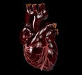 Human Heart - Anatomy of Human Heart 3d Illustration
