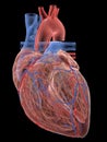 The human heart anatomy Royalty Free Stock Photo