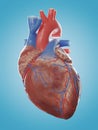 the human heart anatomy Royalty Free Stock Photo